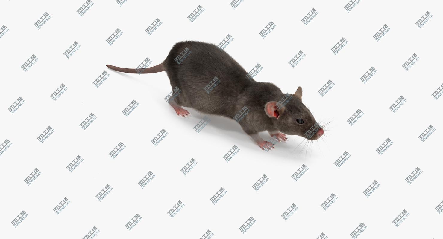 images/goods_img/2021040234/3D Rat Rigged/3.jpg